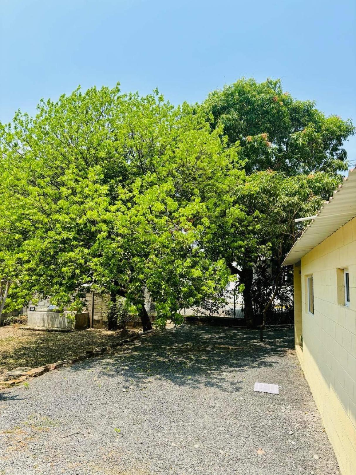 Hostal Camila'S Tamanique Kültér fotó